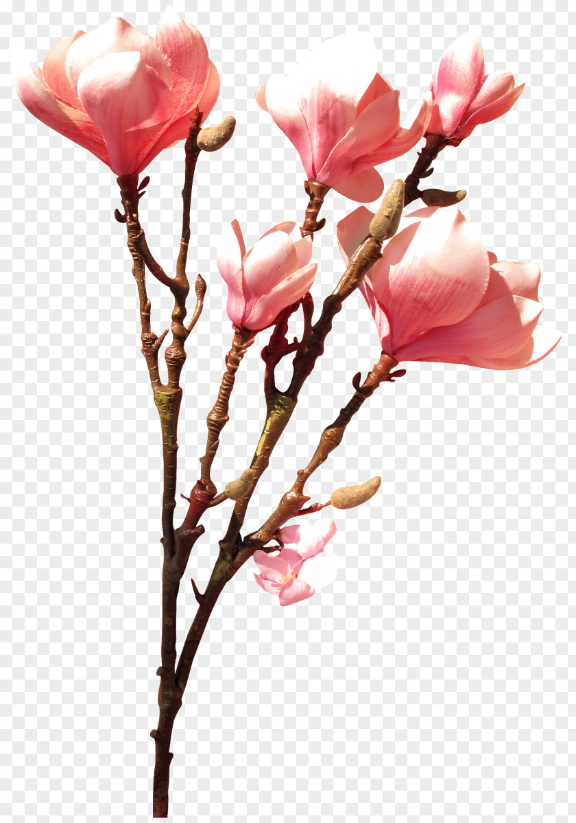 MEXICAN FLOWERS Garden Roses Cut Flowers Rosaceae PNG