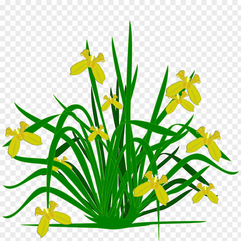 Plant Northern Blue Flag Iris Pseudacorus Family Clip Art PNG