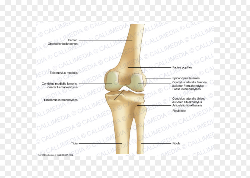 Thumb Knee Bone Lateral Epicondyle Of The Femur Anatomy PNG