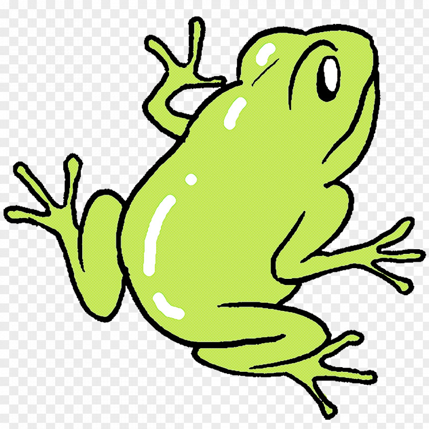 Toad True Frog Tree Amphibians Frogs PNG