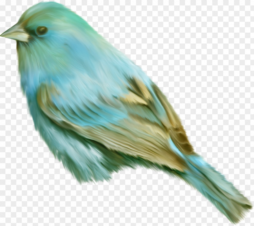 Bird Clip Art Image Turquoise Jay PNG