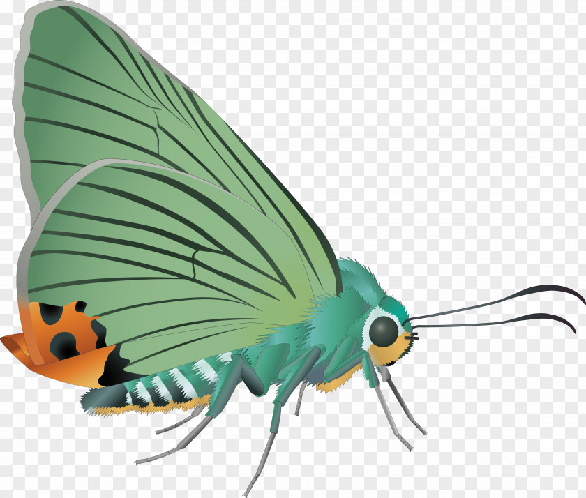 Butterfly Moth Insect PNG