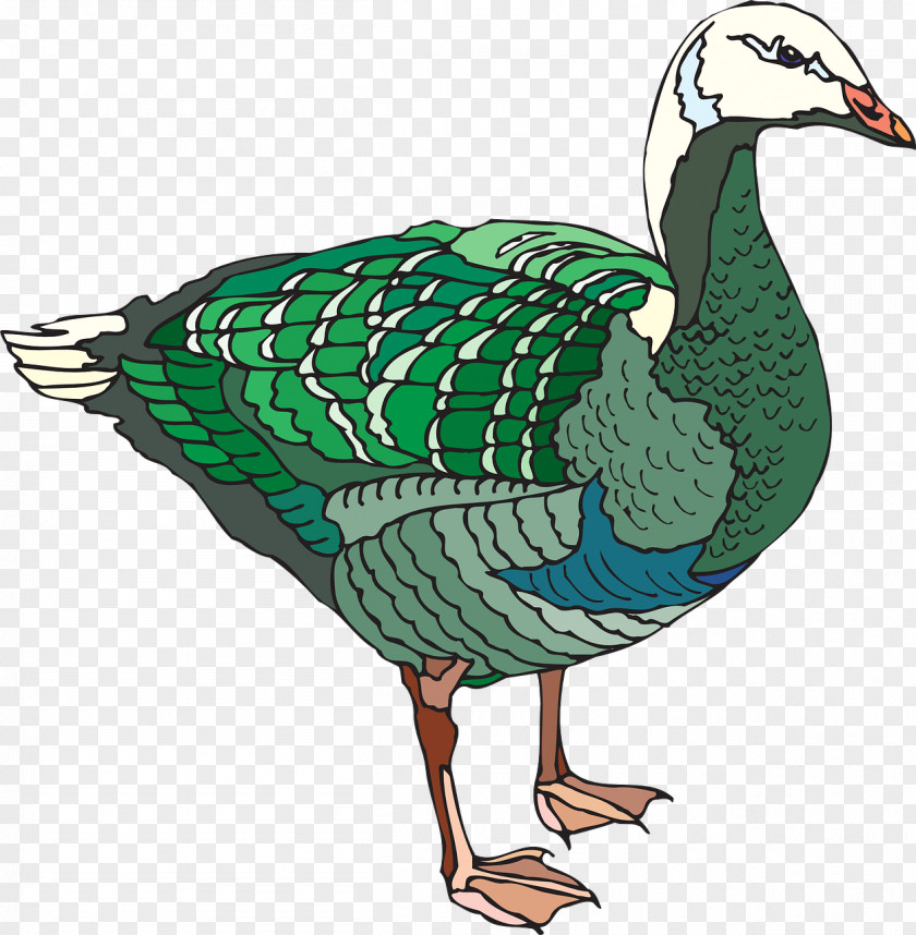 Colored Duck Goose Bird Illustration PNG