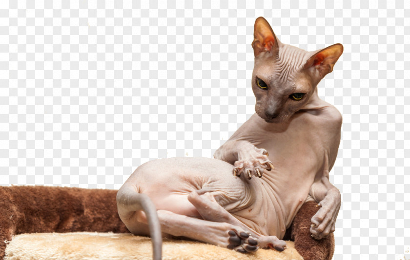 Hairless Cat Sphynx Donskoy Bengal Peruvian Inca Orchid Persian PNG