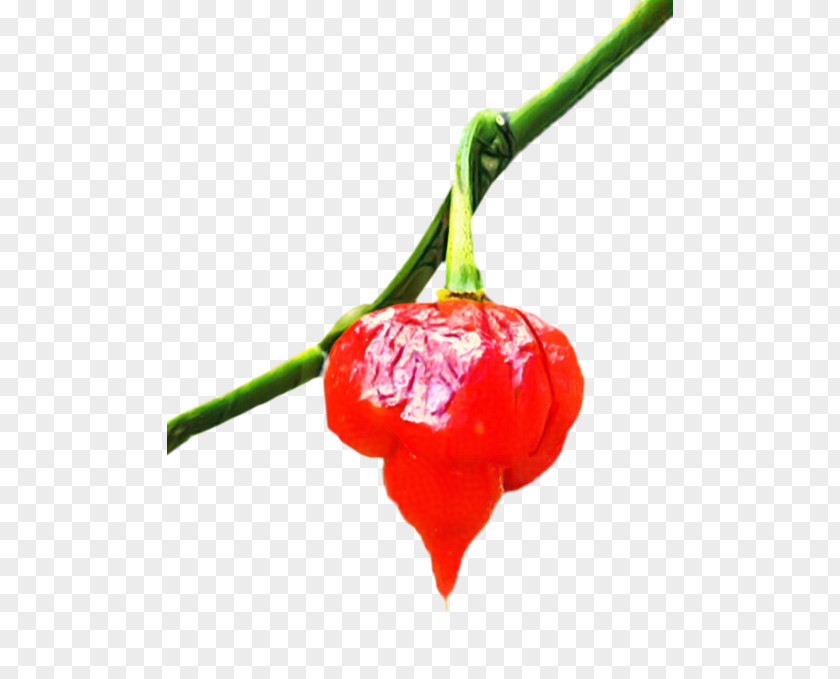 Pimiento Superfruit Red Flower PNG