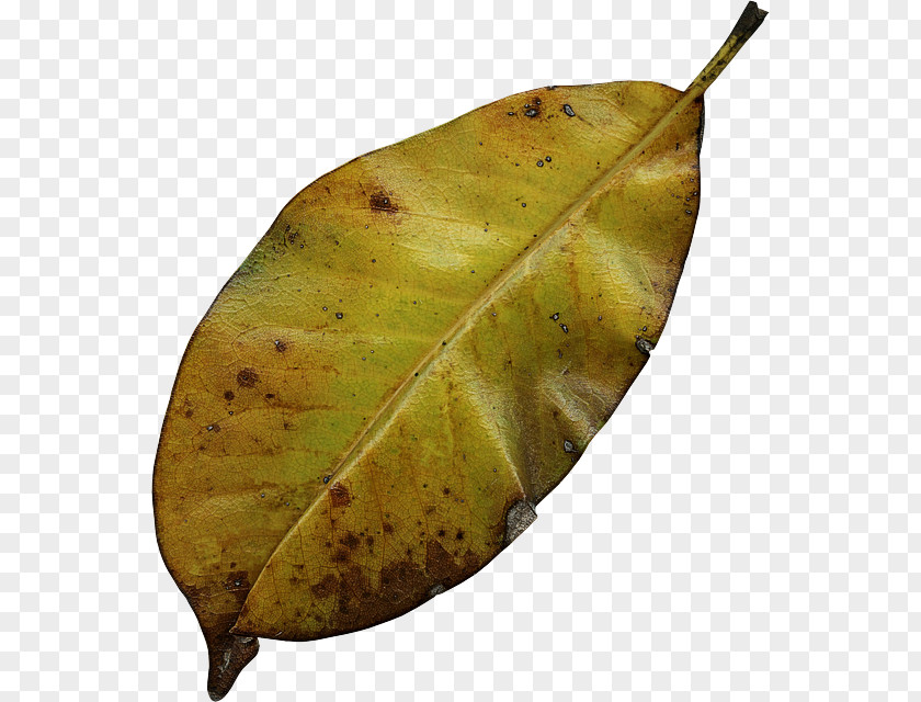 Plant Pathology Pear Leaf Tree PNG