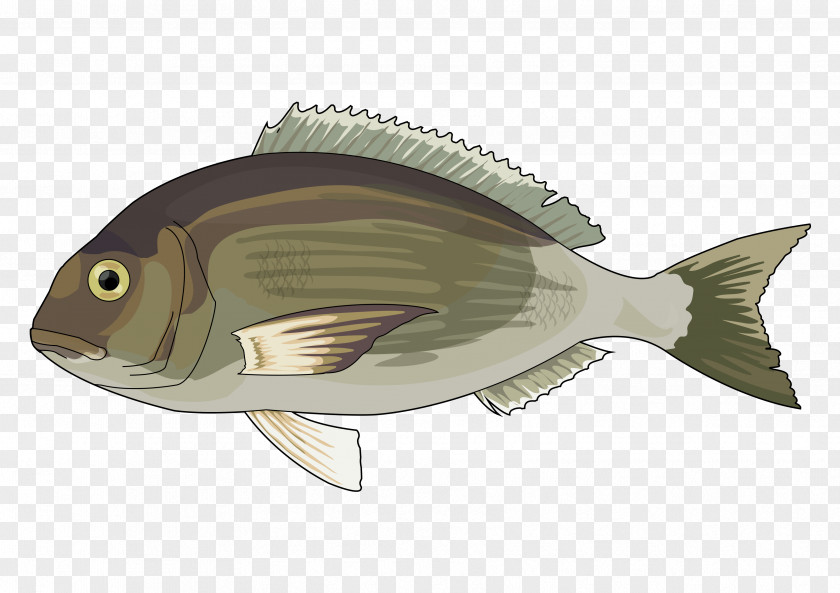 Dibujo Tiburon Martillo Fish Educational Technology Fauna PNG