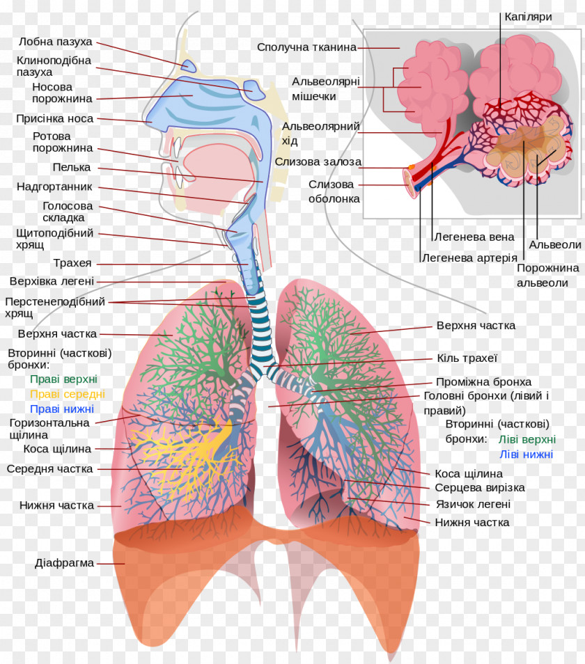 Respiratory Gas Exchange System Human Body Pulmonary Alveolus Respiration PNG