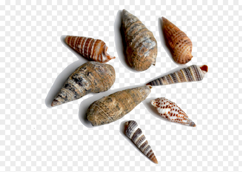 Seashell Bivalvia Conchology Fossil Sea Snail PNG