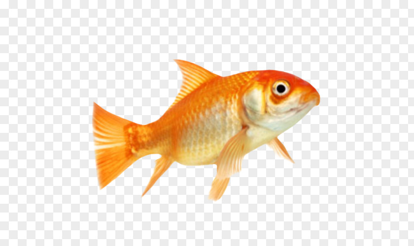 Fish Goldfish Animal Clip Art PNG