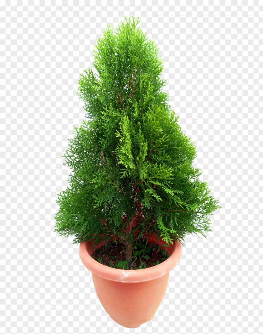 Herb Pine Family Green Grass Background PNG