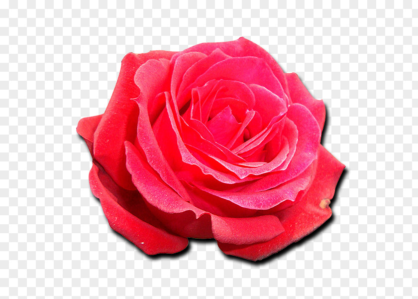 Red American Beauty Rose Garden Roses Cabbage Floribunda Cut Flowers Petal PNG