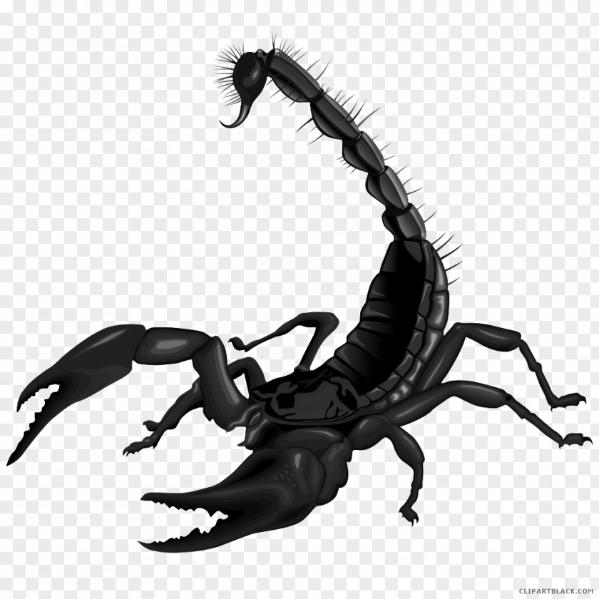 Scorpion Clip Art Image Drawing PNG
