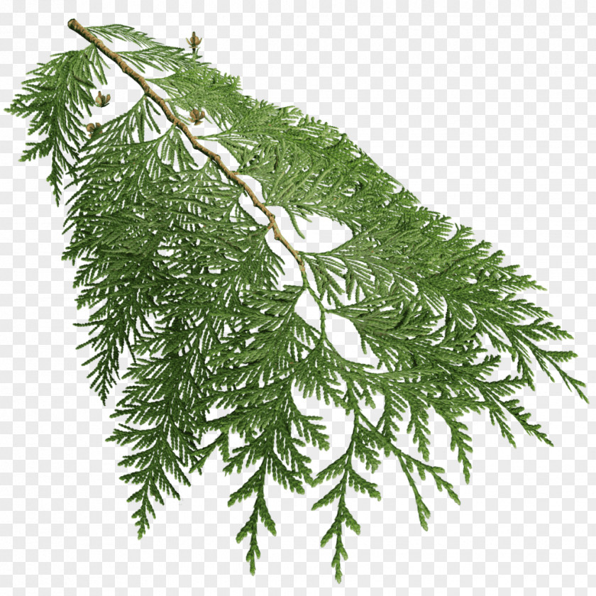 Tree Fir Spruce Western Redcedar Cupressus PNG