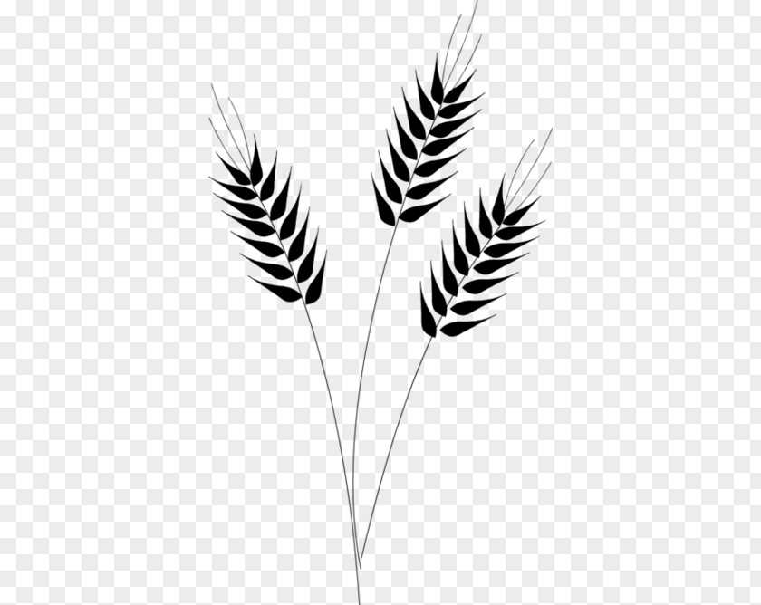 Barley Grains Wheat Cereal Clip Art PNG