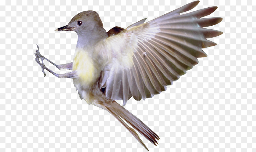 Bird Flight Finch Serial Homology PNG