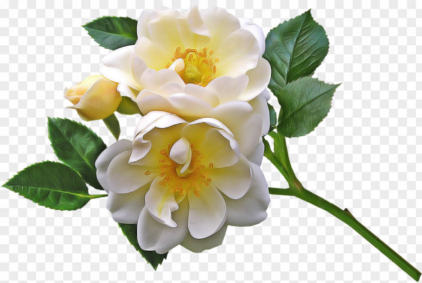 Branch Rose Order PNG