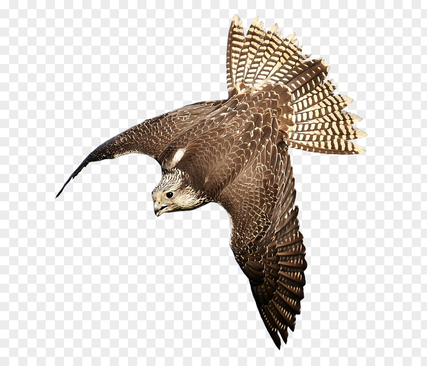 Falcon Bird Of Prey Falconry Hawk PNG