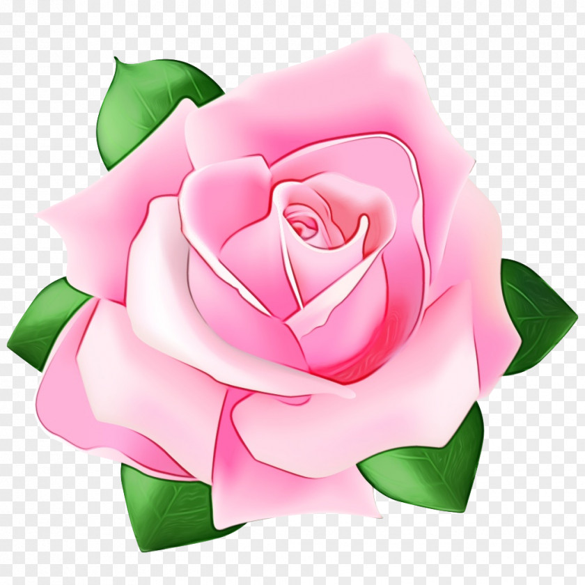 Flowering Plant Garden Roses PNG