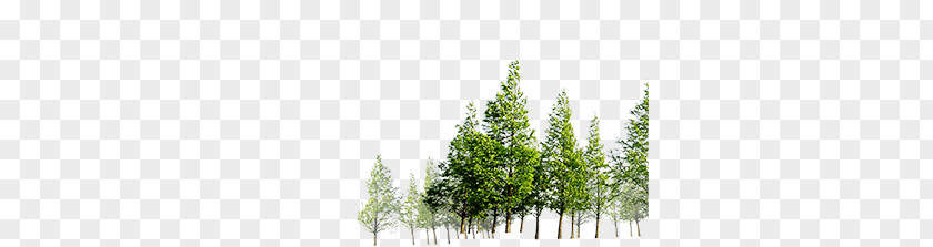 Forest PNG clipart PNG
