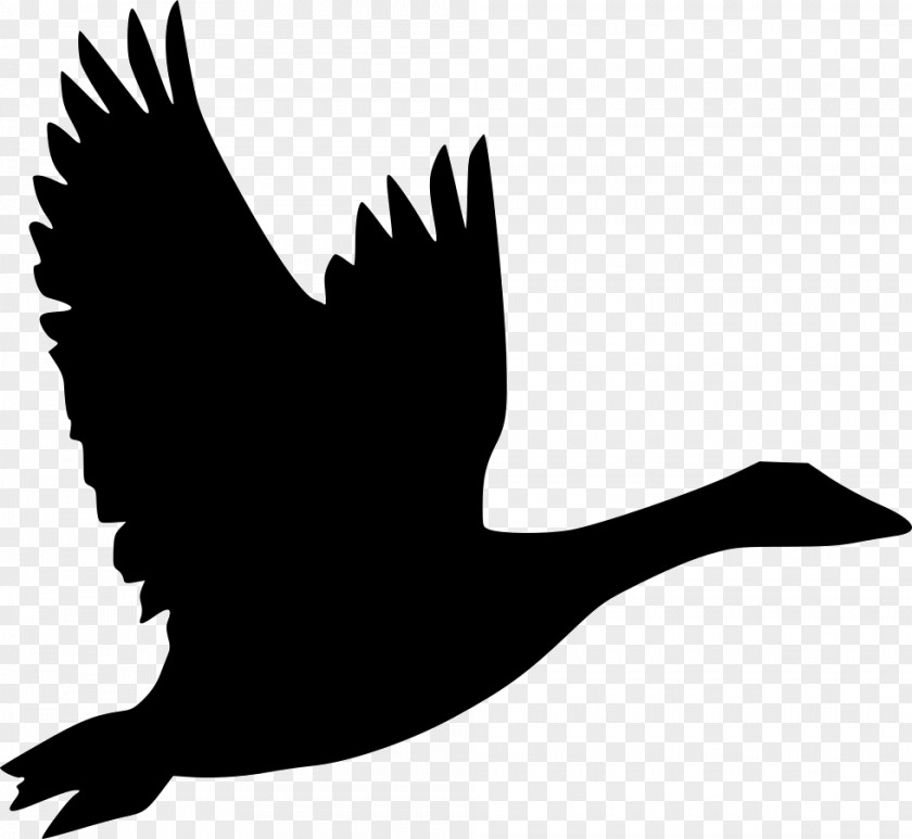 Goose Bird Flight Duck Clip Art PNG