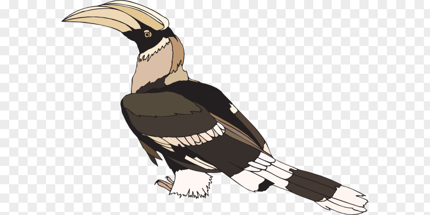 Bird Northern Red-billed Hornbill Clip Art Openclipart PNG