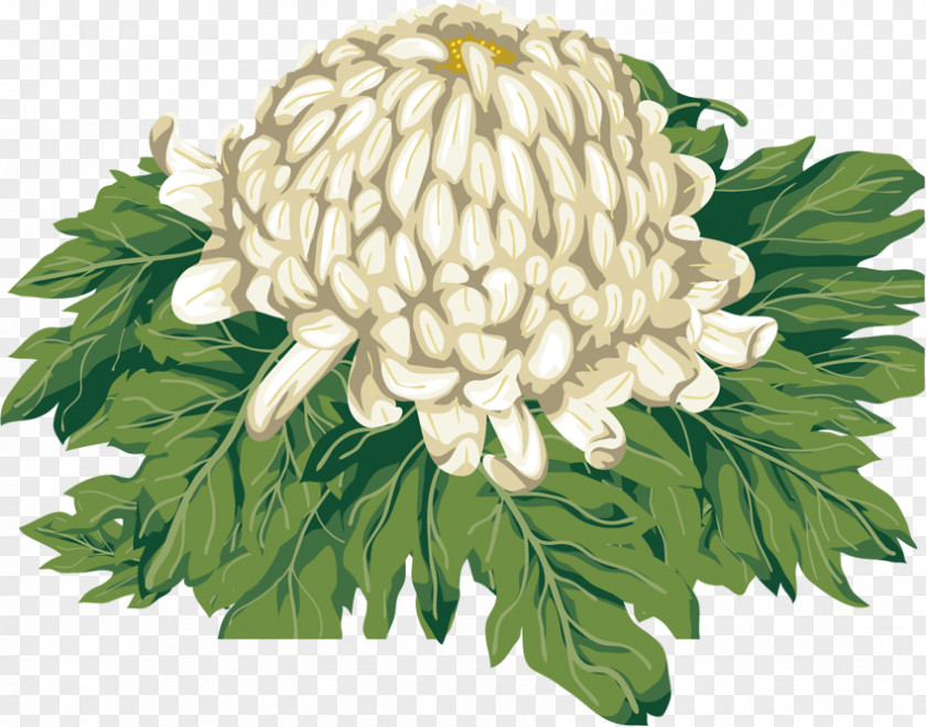 Chrysanthemum Clip Art PNG