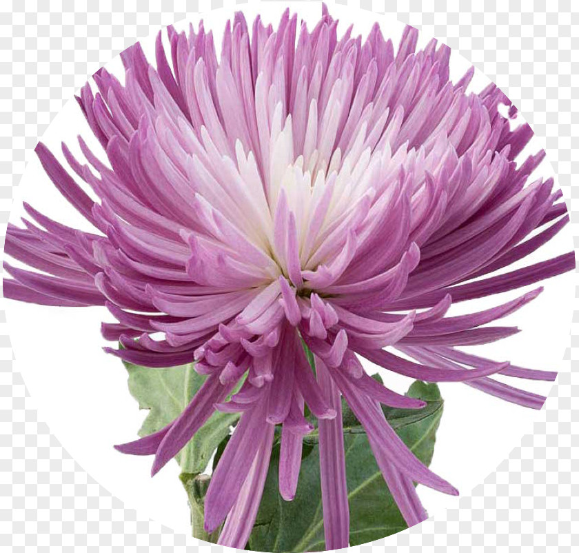 Chrysanthemum Cut Flowers Purple Plant PNG