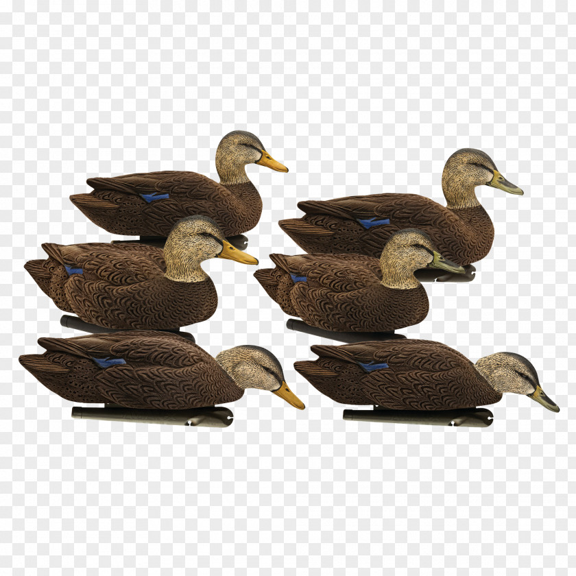 Duck Mallard Decoy Beak Floater PNG