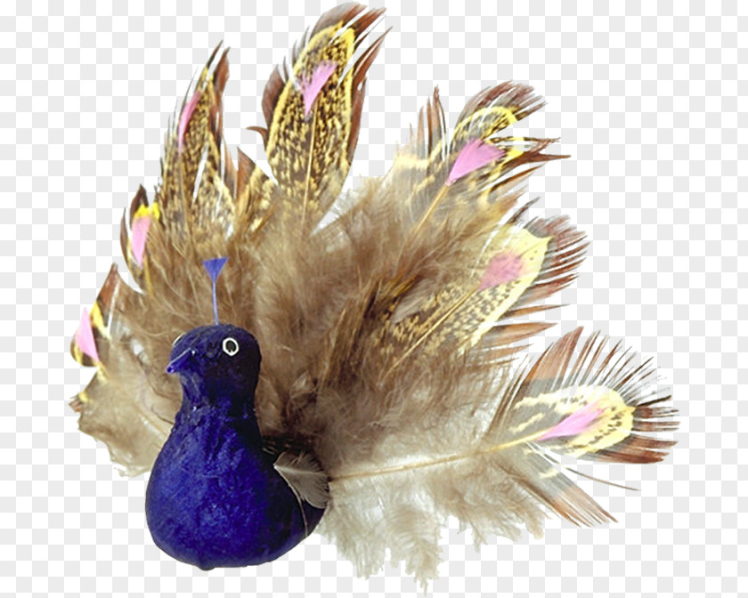 Feather Pavo Bird Clip Art PNG