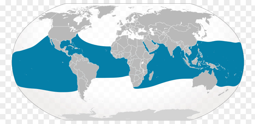 Nature，sea Animals，whale The World Factbook Map Globe PNG