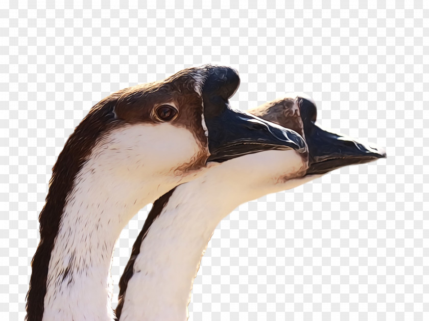 Bird Beak Water Neck Goose PNG