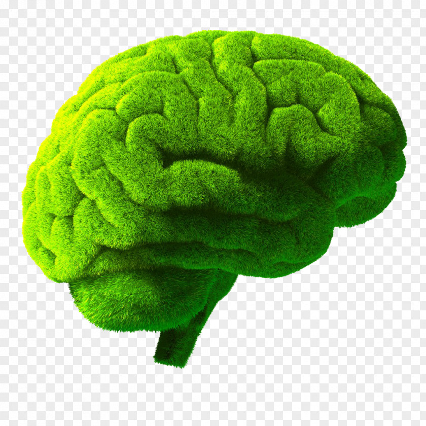 Green Brain Stock Photography Royalty-free PNG