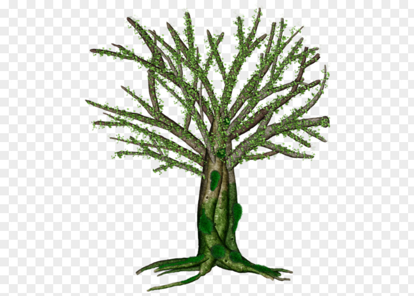Plant Stem Branching PNG