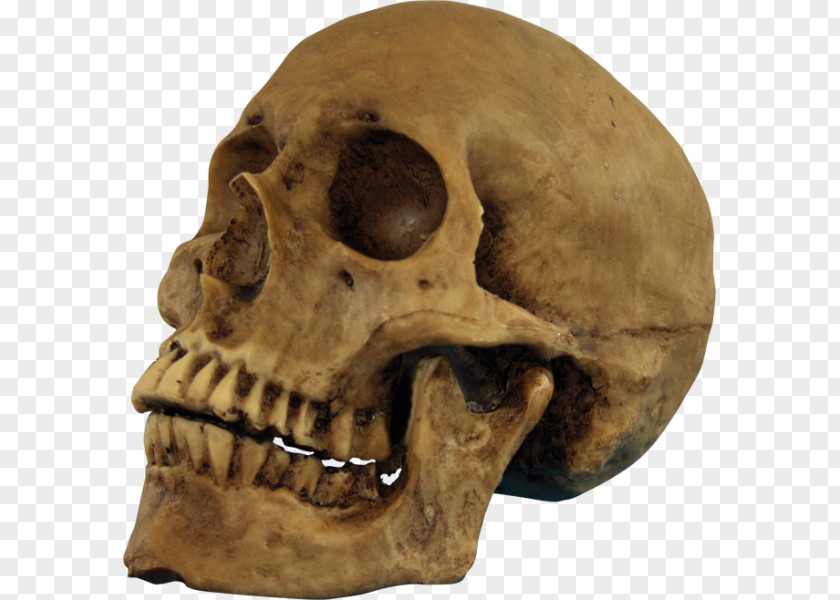 Skull Halloween Human Skeleton Party PNG