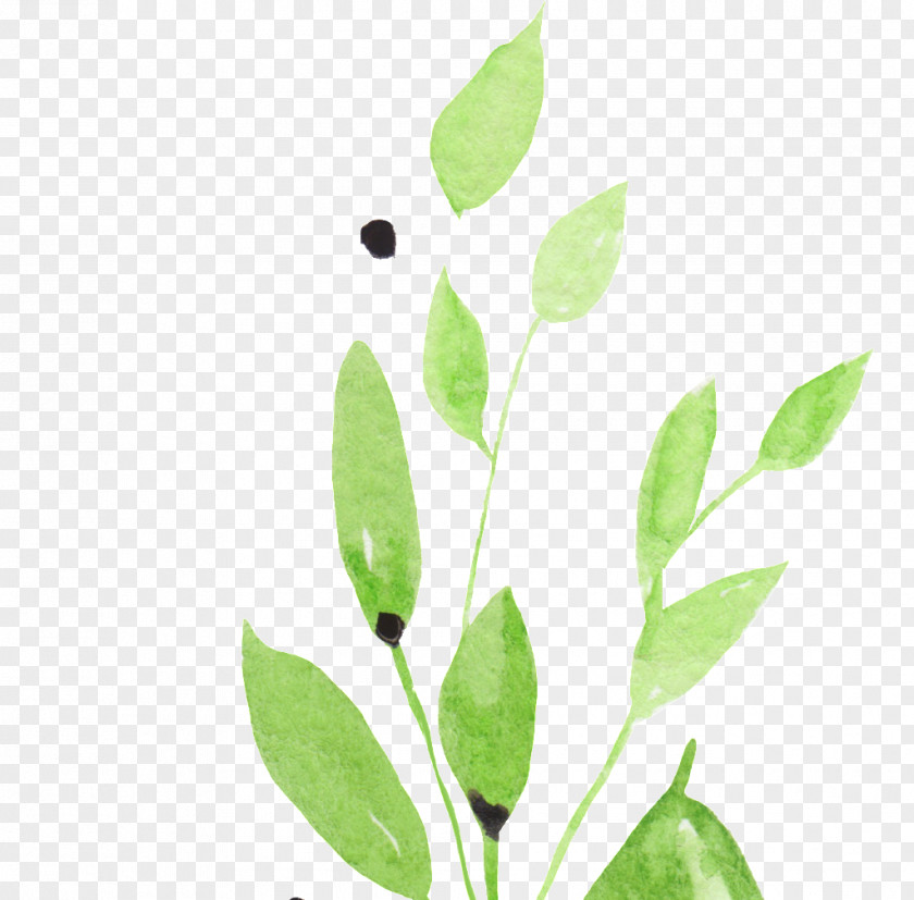 Twig Leaf Tree Shrub Plant Stem PNG