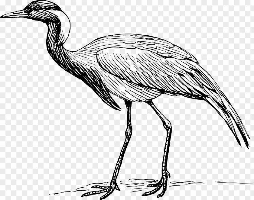 White Crane Red-crowned Bird Clip Art PNG