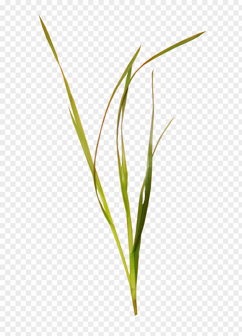 A Grass Elements, Hong Kong Icon PNG