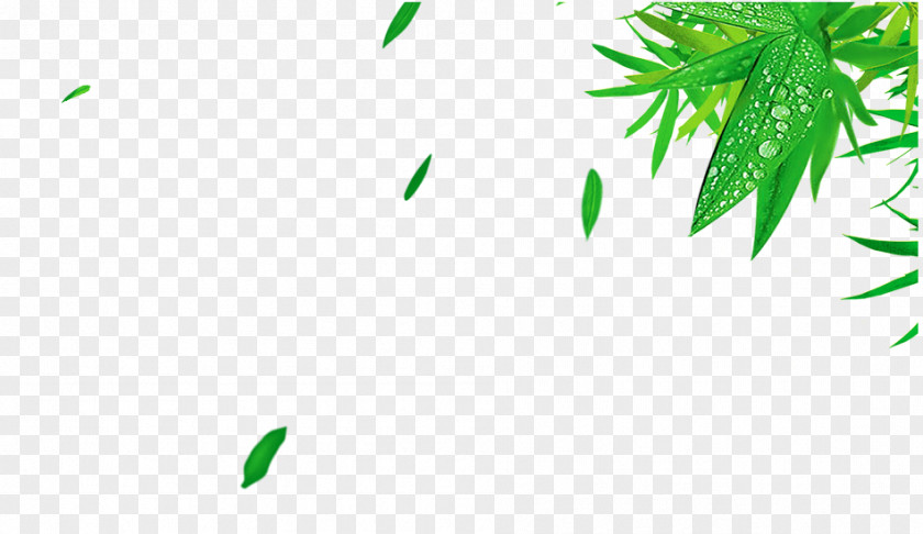 Fresh Green Bamboo Leaves Leaf PNG