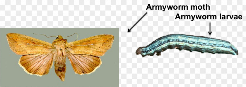 Kansas Wheat Fields Moth Larva Mayfield School, Adult Fall Armyworm PNG