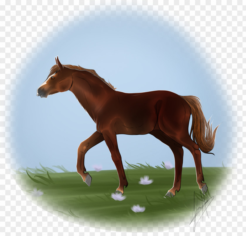 Mustang Foal Stallion Mare Colt PNG