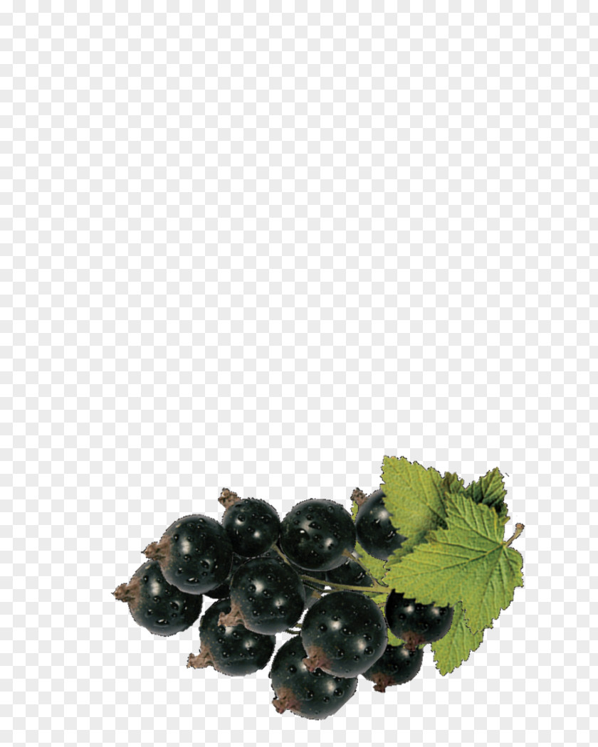 Blackcurrant Currant Berries Zante Juice Grape Nectar PNG