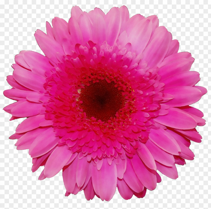Daisy Family Artificial Flower PNG