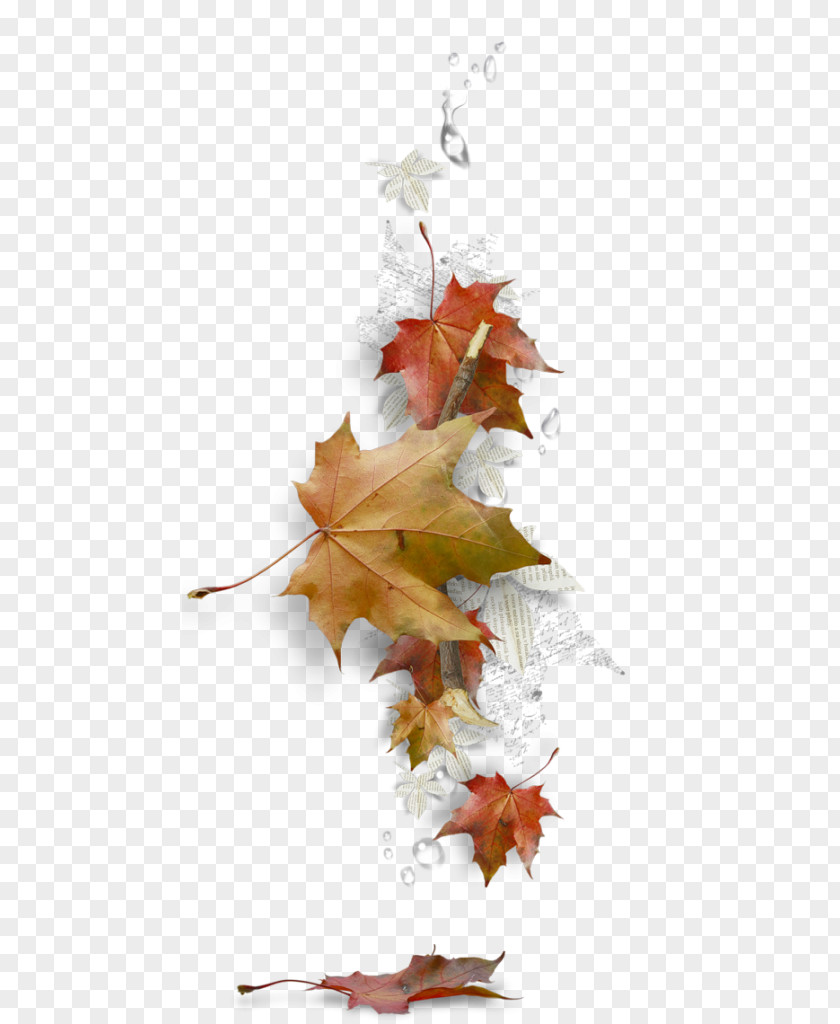 Leaf Maple Borders And Frames Autumn Color PNG