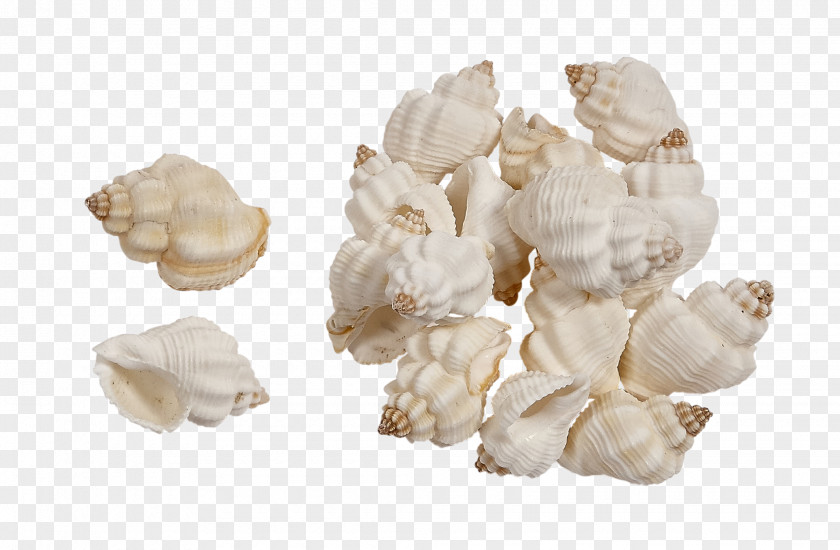 Seashell Conchology Shankha Mussel PNG