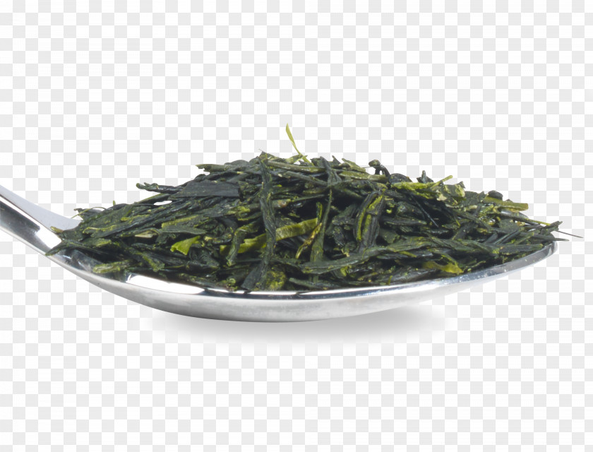 Tea Leaf Gyokuro Nilgiri Oolong Hōjicha Bancha PNG