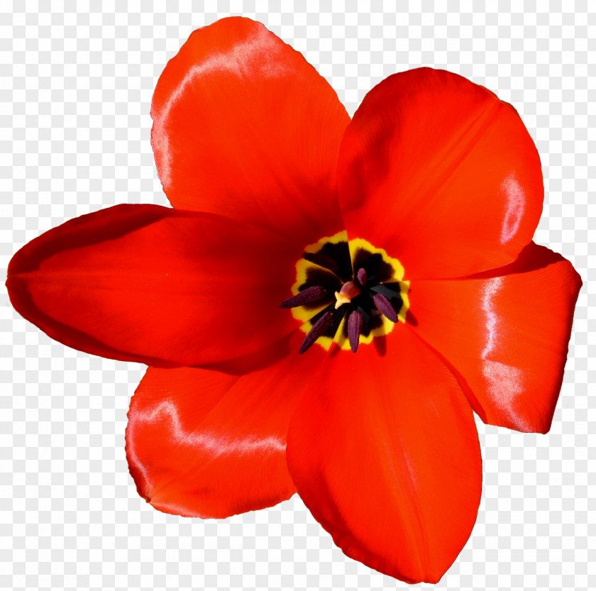 Flower Crown Tulip Petal Microsoft PowerPoint Presentation PNG