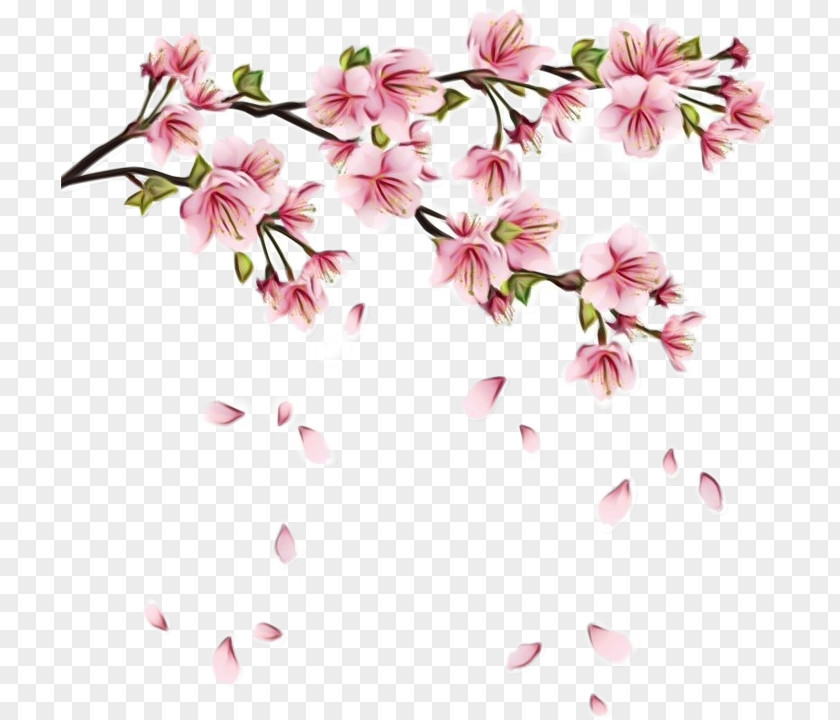 Flowering Plant Branch Cherry Blossom PNG