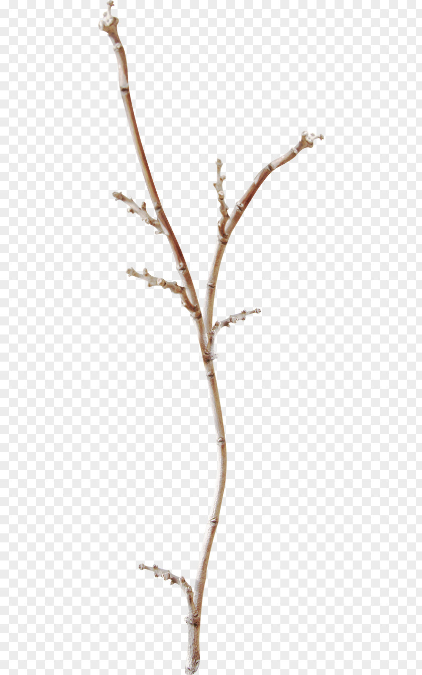 Winter Branches Stock Image Twig Branch PNG