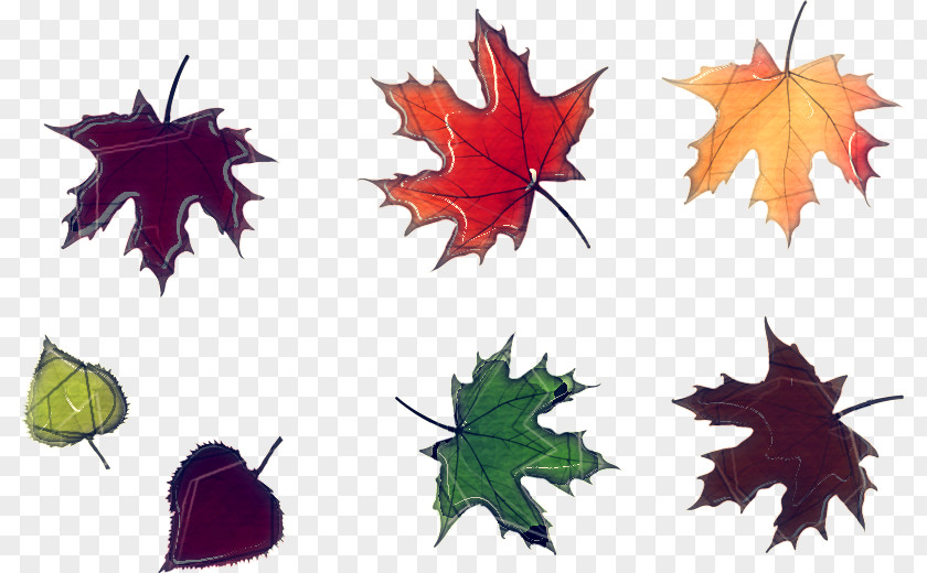 Maple Plane Leaf PNG